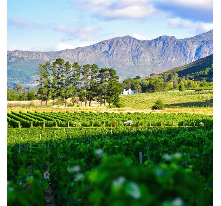 SCHÜWO Weinschule: Südafrika - bewegte Weingeschichte, traumhaftes Land, MIttwoch, 29. Mai 2024